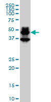 PBX1 monoclonal antibody (M01), clone 4A2 Western blot of PBX1 expression in HeLa NE.