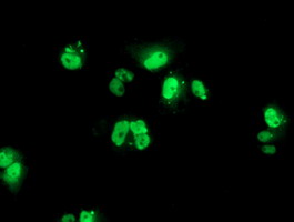 Anti-PBX1 mouse monoclonal antibody immunofluorescent staining of COS7 cells transiently transfected by pCMV6-ENTRY PBX1.