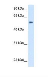 Drosophila cell lysate. Antibody concentration: 5.0 ug/ml. Gel concentration: 12%.