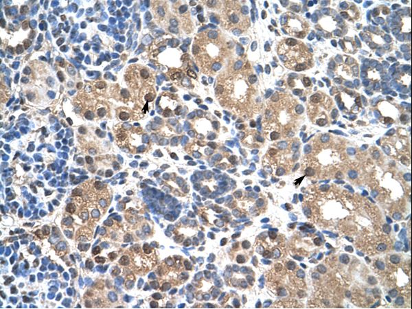 PBX3 antibody LS-C31841 was used in IHC to stain formalin-fixed, paraffin-embedded human kidney.