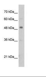 HepG2 Cell Lysate