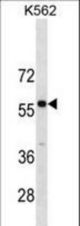 PBX3 Antibody western blot of K562 cell line lysates (35 ug/lane). The PBX3 antibody detected the PBX3 protein (arrow).