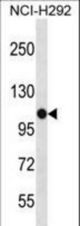 PBXIP1 Antibody western blot of NCI-H292 cell line lysates (35 ug/lane). The PBXIP1 antibody detected the PBXIP1 protein (arrow).