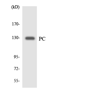 Western blot of the lysates from HT-29 cells using PC antibody.