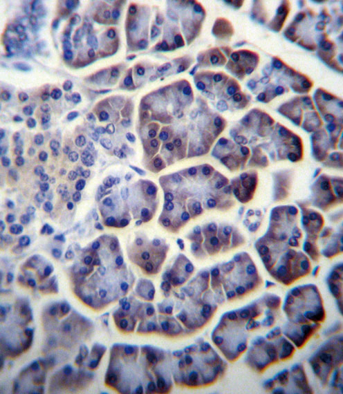 PC Antibody immunohistochemistry of formalin-fixed and paraffin-embedded human pancreas tissue followed by peroxidase-conjugated secondary antibody and DAB staining.