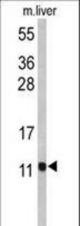 Western blot of PCBD1 Antibody in mouse liver tissue lysates (35 ug/lane). PCBD1 (arrow) was detected using the purified antibody.