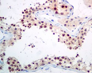 IHC of paraffin-embedded human testis tissue using anti-PCBD2 antibody.