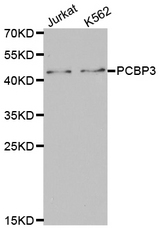 Western blot analysis of extracts of various cell lines, using PCBP3 antibody.