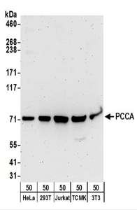 Detection of Human and Mouse PCCA by Western Blot. Samples: Whole cell lysate (50 ug) from HeLa, 293T, Jurkat, mouse TCMK-1, and mouse NIH3T3 cells. Antibodies: Affinity purified rabbit anti-PCCA antibody used for WB at 0.1 ug/ml. Detection: Chemiluminescence with an exposure time of 3 minutes.