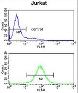 PCCB Antibody flow cytometry of Jurkat cells (bottom histogram) compared to a negative control cell (top histogram). FITC-conjugated goat-anti-rabbit secondary antibodies were used for the analysis.