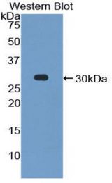 Western blot of recombinant PCDH1 / PCD1.