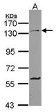 Sample (30 ug of whole cell lysate). A: HCT116. 7.5% SDS PAGE. PCDH1 / PCD1 antibody diluted at 1:1000.