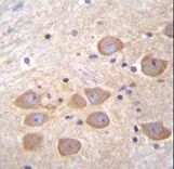 PCDH1 Antibody immunohistochemistry of formalin-fixed and paraffin-embedded human brain tissue followed by peroxidase-conjugated secondary antibody and DAB staining.