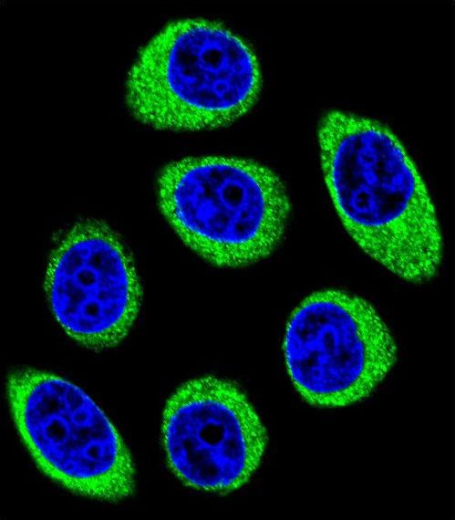 Confocal immunofluorescent of PCDH1 Antibody with U-251MG cell followed by Alexa Fluor 488-conjugated goat anti-rabbit lgG (green). DAPI was used to stain the cell nuclear (blue).