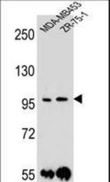 PCDH1 Antibody western blot of MDA-MB453,ZR-75-1 cell line lysates (35 ug/lane). The PCDH1 antibody detected the PCDH1 protein (arrow).