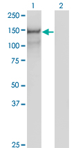 Western blot of PCDH10 expression in transfected 293T cell line by PCDH10 monoclonal antibody (M07), clone 2H6.