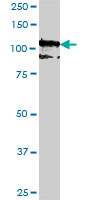 PCDH10 monoclonal antibody (M07), clone 2H6. Western blot of PCDH10 expression in HepG2.