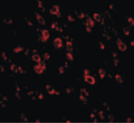 Immunofluorescence of PCDH18 in Mouse Brain cells with PCDH18 antibody at 20 ug/ml.