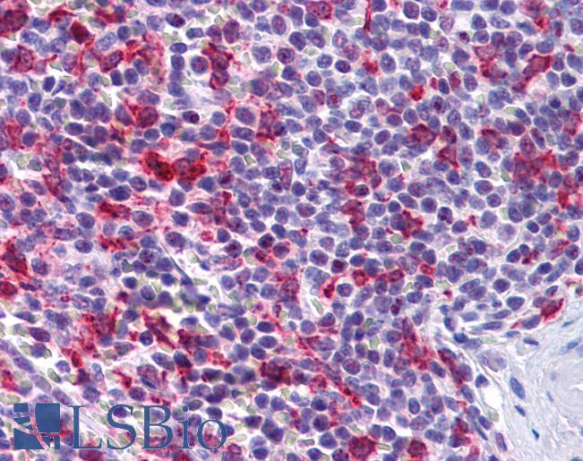 Anti-PCDH12 antibody IHC of human spleen. Immunohistochemistry of formalin-fixed, paraffin-embedded tissue after heat-induced antigen retrieval. Antibody LS-B4995 concentration 5 ug/ml.