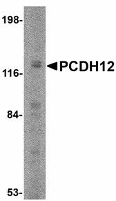 Western blot of PCDH12 in K562 cell lysate with PCDH12 antibody at 2 ug/ml.