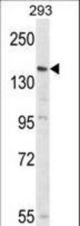 Western blot of PCDH17 Antibody in 293 cell line lysates (35 ug/lane). PCDH17 (arrow) was detected using the purified antibody.