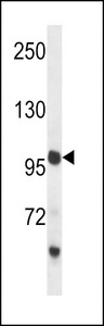 PCDH18 Antibody western blot of mouse liver tissue lysates (35 ug/lane). The PCDH18 antibody detected the PCDH18 protein (arrow).