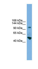 PCDH18 antibody LS-C116367 Western blot of HepG2 cell lysate.