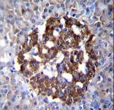 PCDH20 Antibody immunohistochemistry of formalin-fixed and paraffin-embedded human pancreas tissue followed by peroxidase-conjugated secondary antibody and DAB staining.