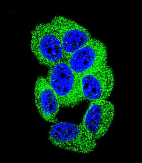 Confocal immunofluorescent of PCDH20 Antibody with MCF-7 cell followed by Alexa Fluor 488-conjugated goat anti-rabbit lgG (green). DAPI was used to stain the cell nuclear (blue).