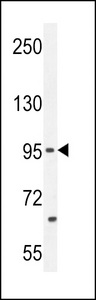 PCDH20 Antibody western blot of MCF-7 cell line lysates (35 ug/lane). The PCDH20 antibody detected the PCDH20 protein (arrow).