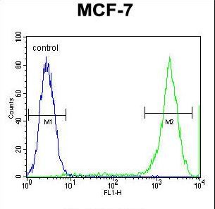 PCDH20 Antibody flow cytometry of MCF-7 cells (right histogram) compared to a negative control cell (left histogram). FITC-conjugated goat-anti-rabbit secondary antibodies were used for the analysis.