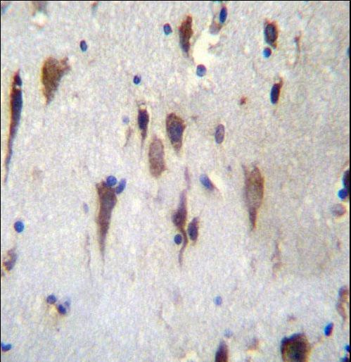 PCDH7 Antibody immunohistochemistry of formalin-fixed and paraffin-embedded human brain tissue followed by peroxidase-conjugated secondary antibody and DAB staining.