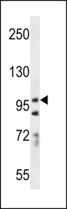 PCDH7 Antibody western blot of A549 cell line lysates (35 ug/lane). The PCDH7 antibody detected the PCDH7 protein (arrow).