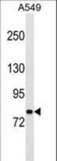 PCDHA1 Antibody western blot of A549 cell line lysates (35 ug/lane). The PCDHA1 antibody detected the PCDHA1 protein (arrow).
