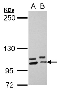 Sample (30 ug of whole cell lysate) A: U87-MG B: SK-N-SH 5% SDS PAGE PCDHA10 antibody diluted at 1:2000
