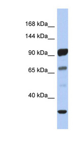 PCDHA10 antibody LS-C111231 Western blot of Fetal Stomach lysate.