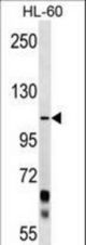 PCDHA10 Antibody western blot of HL-60 cell line lysates (35 ug/lane). The PCDHA10 antibody detected the PCDHA10 protein (arrow).