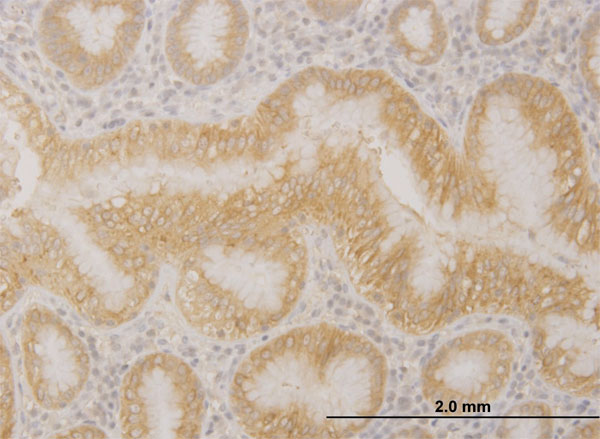 Immunoperoxidase of monoclonal antibody to PCDHA10 on formalin-fixed paraffin-embedded human stomach. [antibody concentration 3 ug/ml]