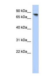 PCDHA12 antibody LS-C102335 Western blot of Fetal Brain lysate.