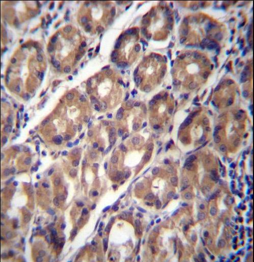 PCDHA12 Antibody immunohistochemistry of formalin-fixed and paraffin-embedded human stomach tissue followed by peroxidase-conjugated secondary antibody and DAB staining.