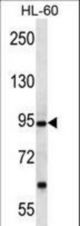 PCDHA12 Antibody western blot of HL-60 cell line lysates (35 ug/lane). The PCDHA12 antibody detected the PCDHA12 protein (arrow).