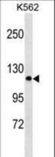 PCDHA2 Antibody western blot of K562 cell line lysates (35 ug/lane). The PCDHA2 antibody detected the PCDHA2 protein (arrow).