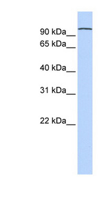PCDHA3 antibody LS-C102351 Western blot of Fetal Lung lysate.