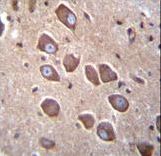 PCDHA3 Antibody immunohistochemistry of formalin-fixed and paraffin-embedded human brain tissue followed by peroxidase-conjugated secondary antibody and DAB staining.