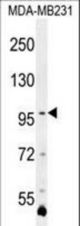 PCDHA3 Antibody western blot of MDA-MB231 cell line lysates (35 ug/lane). The PCDHA3 antibody detected the PCDHA3 protein (arrow).