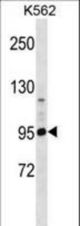 PCDHA4 Antibody western blot of K562 cell line lysates (35 ug/lane). The PCDHA4 antibody detected the PCDHA4 protein (arrow).