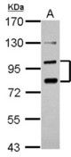 Sample (30 ug of whole cell lysate) A: PC-3 7.5% SDS PAGE PCDHA6 antibody diluted at 1:1000