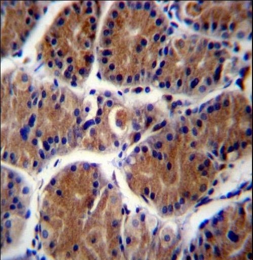 PCDHA6 Antibody immunohistochemistry of formalin-fixed and paraffin-embedded human stomach tissue followed by peroxidase-conjugated secondary antibody and DAB staining.