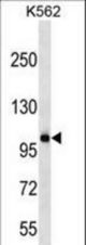 PCDHA6 Antibody western blot of K562 cell line lysates (35 ug/lane). The PCDHA6 antibody detected the PCDHA6 protein (arrow).