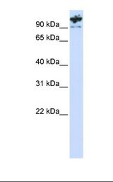 293T cell lysate. Antibody concentration: 1.0 ug/ml. Gel concentration: 12%.